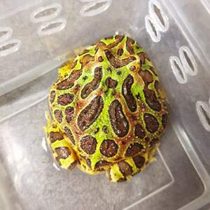 宇智角蛙宇治变异活物皮卡丘绿角蝴蝶钟角草莓南瓜原色树蛙姥爷