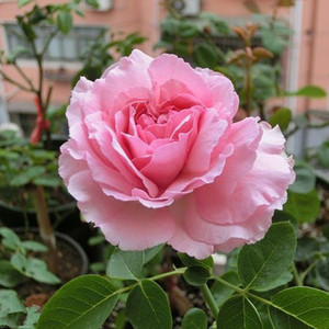 嫁接新品日月伊芙4号.四度芳香灌木浓香切花玫瑰月季花苗