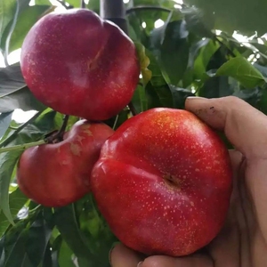 80庭院香淘宝嫁接中油蟠5号桃树苗6月底成熟早熟浓甜油桃苗庭院种植