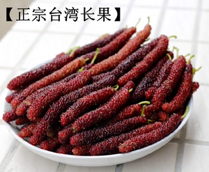 长果苗长台湾椹桑树苗木蜜桑桑葚正宗金香四季桑果包对版嫁接紫金