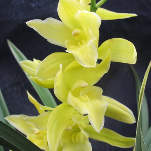 建兰花苗带金边叶艺神童冠好养室内阳台绿植花卉盆栽专拍链接