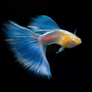 精品蓝礼服白子孔雀鱼精品孔雀鱼观赏鱼热带鱼凤尾淡水鱼苗