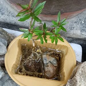 水杨梅鱼缸造景秋夏季天然水杨梅细叶水团花卉奇型盆微盆景桌摆办