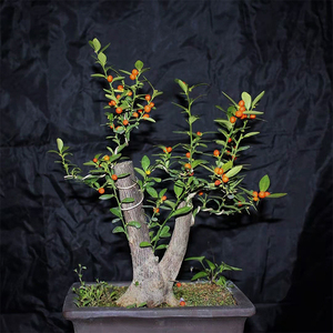 直播间专拍 金豆盆景盆栽素材四季常青开花结果