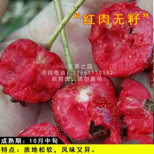 新品种甜山楂树苗嫁接红肉无籽山楂树活苗无核盆栽庭院地栽果树苗