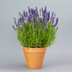 浪漫薰衣草盆栽食用薄荷 迷迭香百里香克拉香草出品坚持有机种植