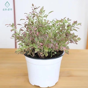 彩叶水芹 水培花叶组盆 可食用观赏趣味室内阳台净化空气克拉香草