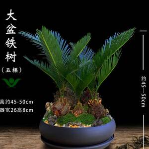 铁树盆栽室内植物好养适合客厅办公室绿植玄关石山名贵大盆景o.