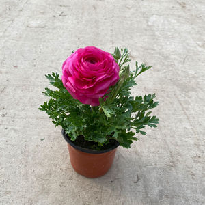 重瓣花毛茛花苗芹叶牡丹观花植物进口洋牡丹盆栽带花发货四季花卉