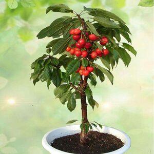嫁接樱桃树苗盆栽车厘子室内矮化庭院阳台南北方种植当年结果耐寒
