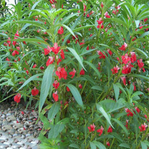 重瓣凤仙花籽花苗指甲花染指甲草种籽花园艺易活四季盆栽植物室外