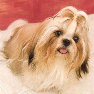 西施狗幼犬长毛