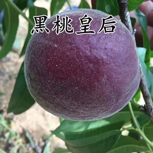 桃树苗嫁接新品种中华黑桃王黑桃皇后当年结果南北方种植盆栽地栽