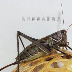 大个铁皮母蝈蝈繁殖母蝈n蝈品种山青绿产蝈蝈卵多爬虫鸣虫宠物蚰