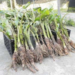 乐昌张溪香芋种子 炮弹芋头种苗 正宗槟榔芋苗 香芋苗 蔬菜种子