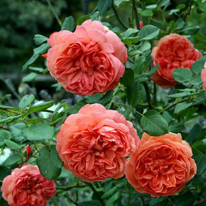 海蒂的花园 夏日之歌宋夏直立月季勤开抗性好橙红色强香花卉盆栽