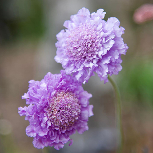 海蒂的花园高加索蓝盆花好养易种阳台庭院花境搭配植物花卉盆栽苗
