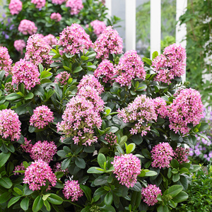海蒂的花 园南美鼠刺多年生常绿灌木庭院绿篱花境开花植物盆栽苗