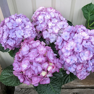 海蒂的花园新品大花重瓣绣球艾薇塔耐阴庭院露台花卉植物盆栽苗