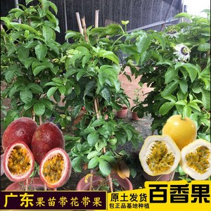 广东百香果树 盆栽紫香百香果苗 黄金百香果树苗爬藤植物当年结果
