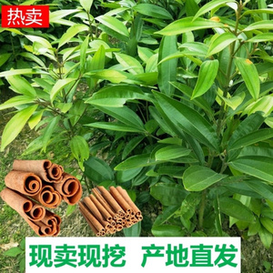 【桂木树】桂木树品牌,价格 - 阿里巴巴