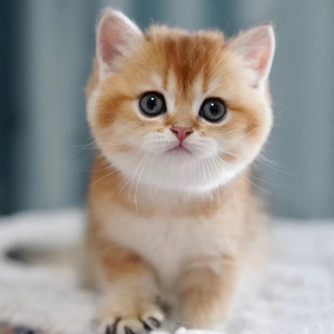 纯种英短金渐层活体幼猫英国短毛猫血统小猫咪宠物幼崽上海猫舍