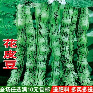 【花皮豆角种子】高产春秋播种蔬菜种籽四季豆菜豆芸豆早熟架豆角