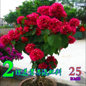 巴西三角梅带土发货四季阳台花卉盆栽大苗观花植物室内花重瓣