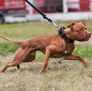 幼狗比特犬巨型