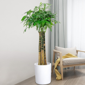 发财树三杆大颗室内办公室客厅乔迁开业招财摇钱老桩大型盆栽绿植