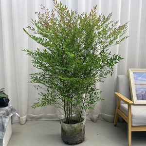 水石花南天竹红天竺室外阳台常绿植物耐干寒庭院花园盆栽彩叶盆景