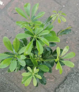 小鸭掌木