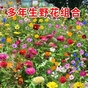 四季开花野花组合花种子庭院小区花籽景观绿化园艺花卉鲜花易种