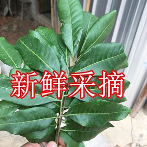 野生龙眼叶