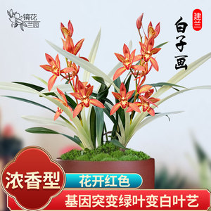 四季建兰白子画夏带花苞发货浓香名贵兰花苗室内室外花卉绿植盆栽