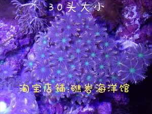 大手星花珊瑚