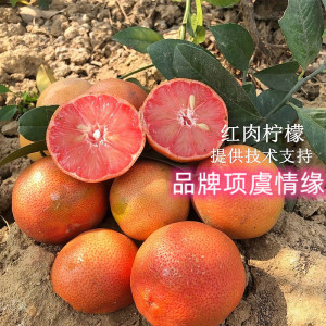 新品种红肉柠檬树苗红皮四季结果柠檬苗盆栽地栽阳台室内种植果苗