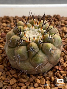 孤龙丸仙人球 实生