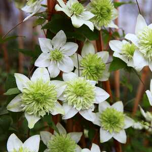 天使舞裙铁线莲