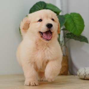 纯种金毛幼犬活体狗狗双血统金毛 公 b1415 号