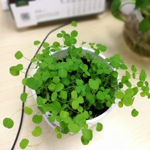 幸运草三叶草四叶草花种子籽易活阳台盆栽四季可播庭院种植花卉