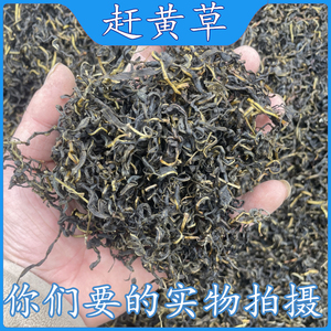 成都中药材批 发正宗赶黄草茶四川古蔺赶黄草杆叶花整株药材正品