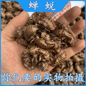 成都中药材批 发蝉蜕1000克金蝉衣金蝉壳蝉皮野生蝉壳蝉衣知了皮