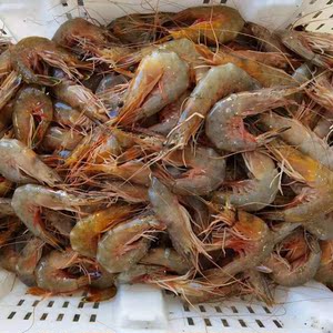 单只长度18厘米的海捕大虾 渤海野生对虾 明虾 8只礼盒装大号黄虾