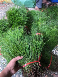 新鲜包邮500克 石刷把 松叶蕨 石寄生 竹寄生 松叶兰 铁石松