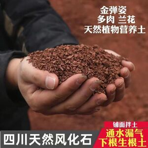 风化石颗粒土肉弹子用化土 盆景专c风扦插土生根多金茶花兰花酸性