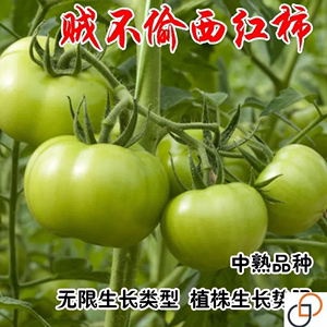 贼不偷西红柿种子绿皮 东北柿子绿番茄种籽 大番茄种子四季蔬菜籽