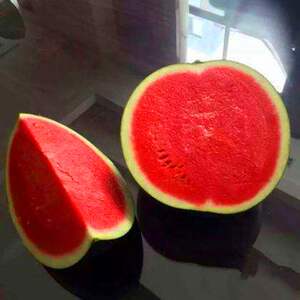 新款 无籽种子黑皮红瓤 特大超甜巨型无子西瓜 懒汉水果种籽 包邮