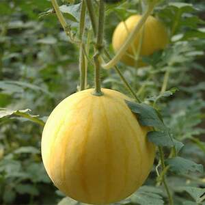 种子 特色黄皮黄瓤礼品西瓜种籽 早熟 甜度高 福祺朝阳蔬菜种子