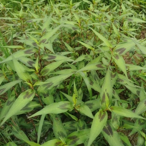 德宏新鲜香柳叶香蓼草叻沙叶鱼生草香辣柳傣族煮鱼撒撇特色佐料